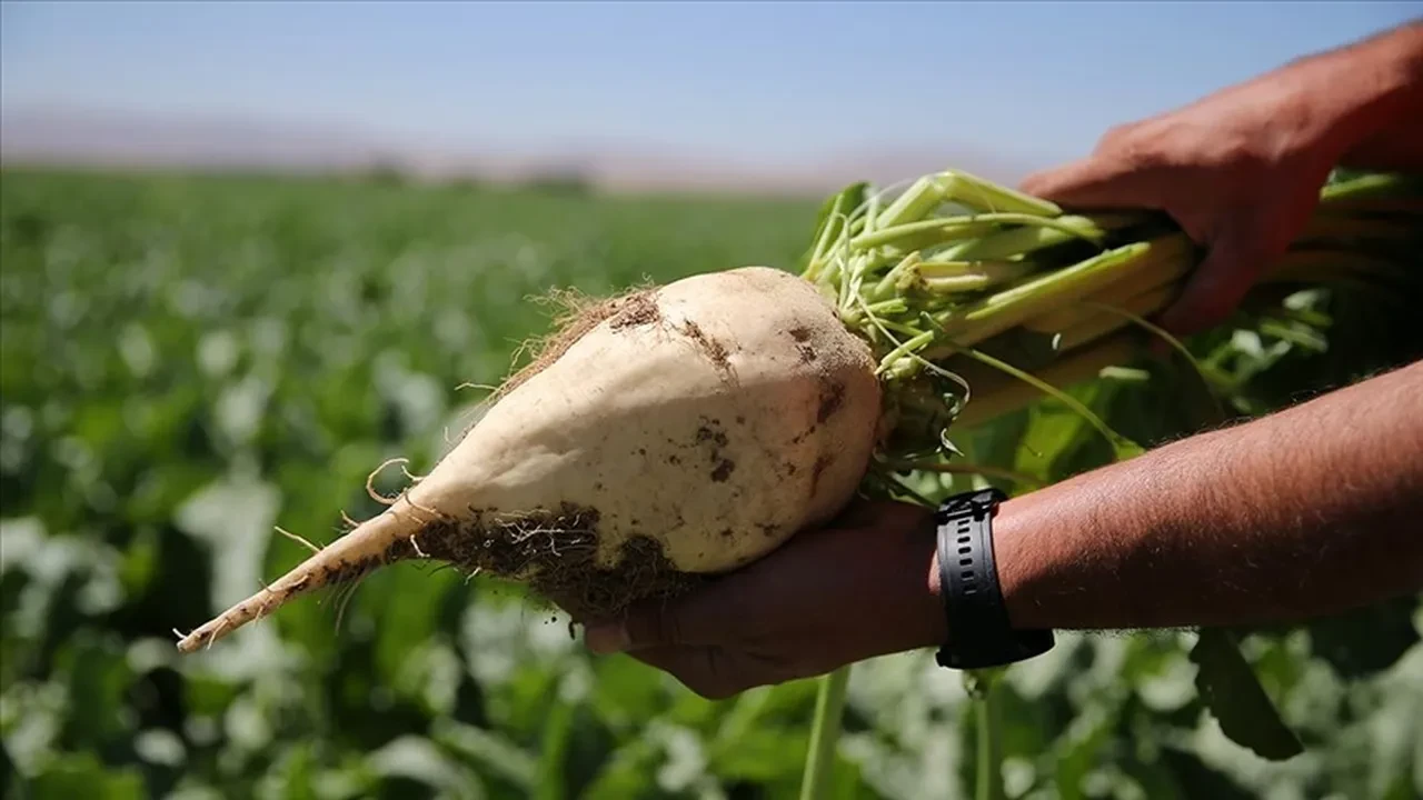 Şeker pancarı alım fiyatı belli oldu! İşte 1 tonda çiftçinin alacağı ücret