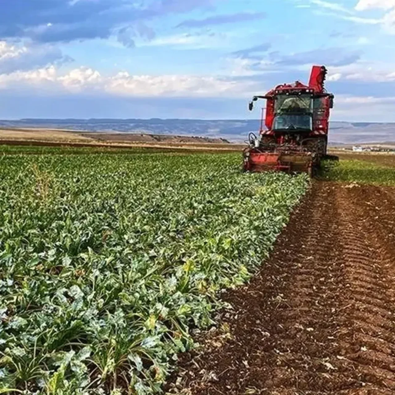Şeker pancarı alım fiyatı belli oldu! İşte 1 tonda çiftçinin alacağı ücret
