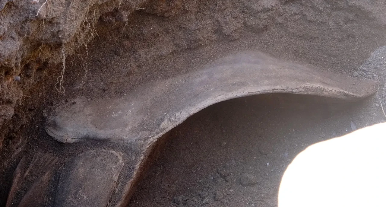 Türkiye'de ilk! Balinanın iskeleti gün yüzüne çıkarılıyor