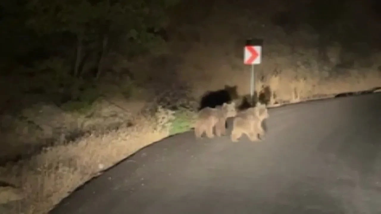 Yavru ayılar yola indi! O anlar kamerada