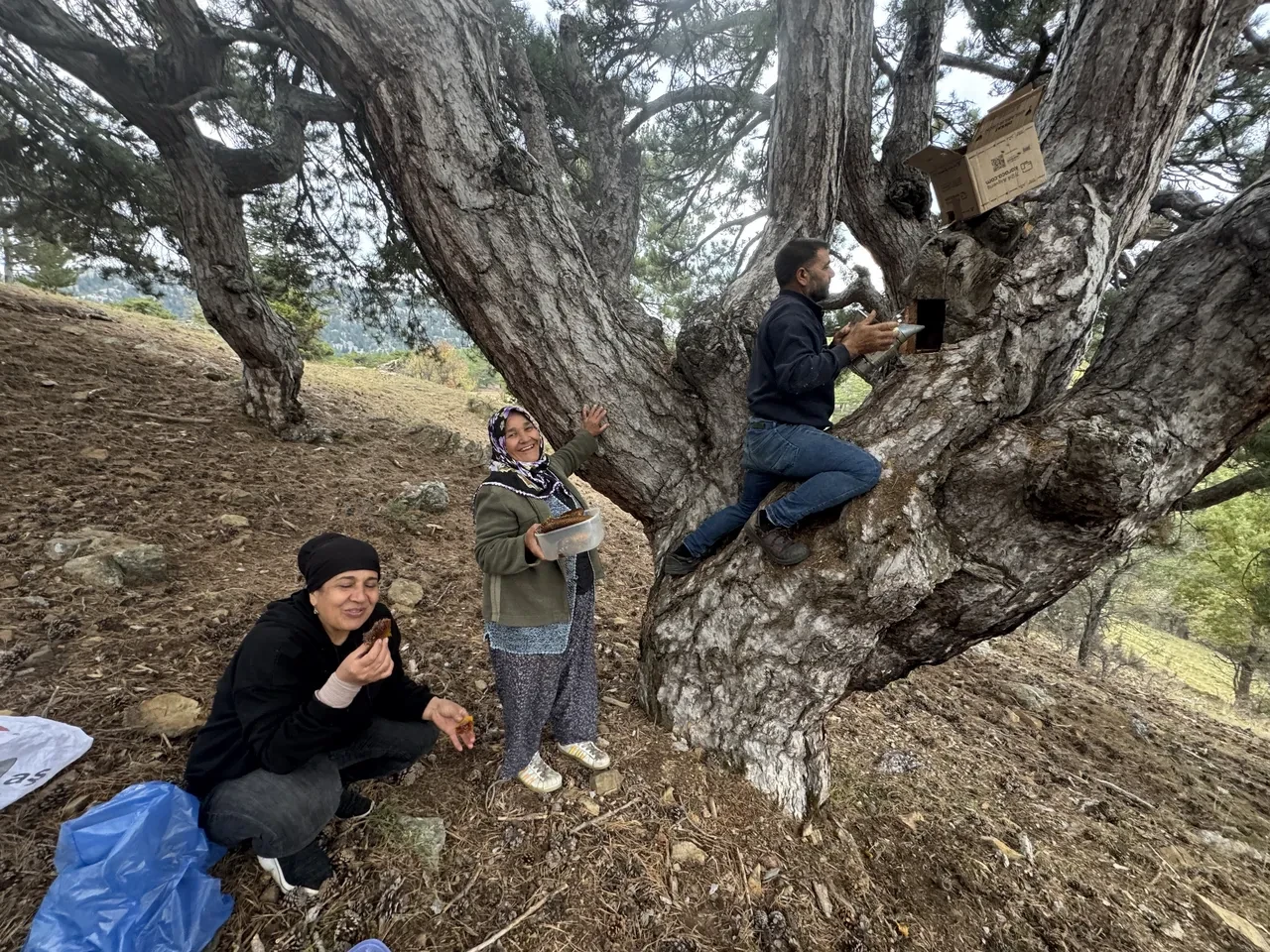 Dağ taş geziyorlar, firari arılardan geçiniyorlar! Fiyatı dudak uçuklatıyor