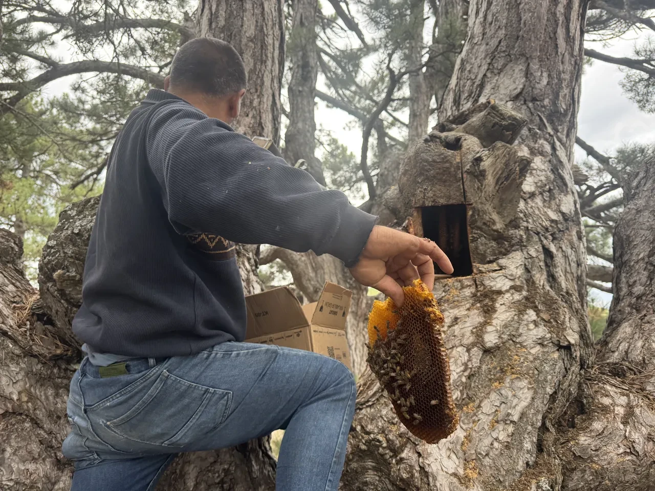 Dağ taş geziyorlar, firari arılardan geçiniyorlar! Fiyatı dudak uçuklatıyor