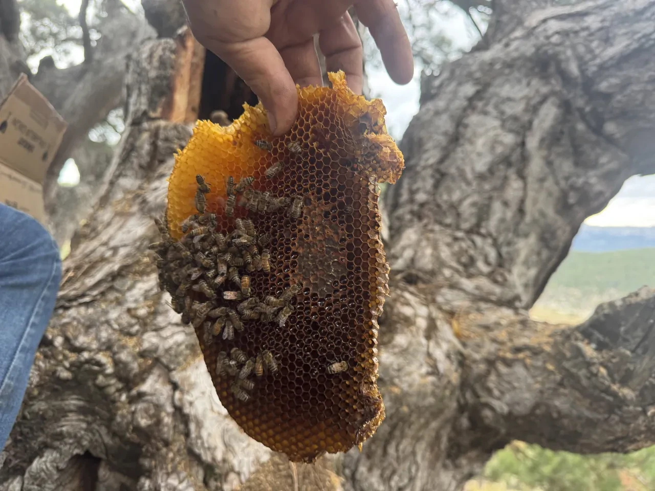 Dağ taş geziyorlar, firari arılardan geçiniyorlar! Fiyatı dudak uçuklatıyor
