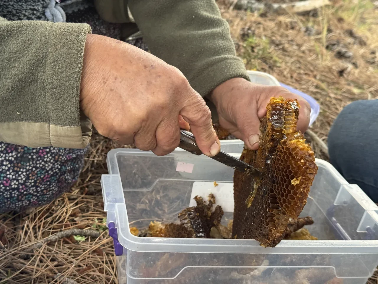 Dağ taş geziyorlar, firari arılardan geçiniyorlar! Fiyatı dudak uçuklatıyor