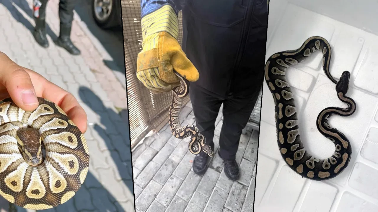 Kenya değil Konya... Ekipler bile şaşkına döndü! Elini cebine attı, piton yılanı çıkardı