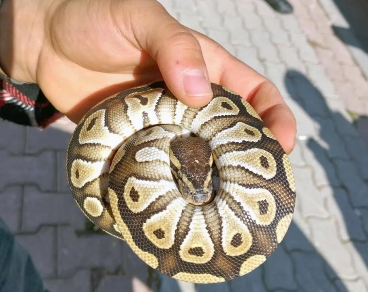 Kenya değil Konya... Ekipler bile şaşkına döndü! Elini cebine attı, piton yılanı çıkardı