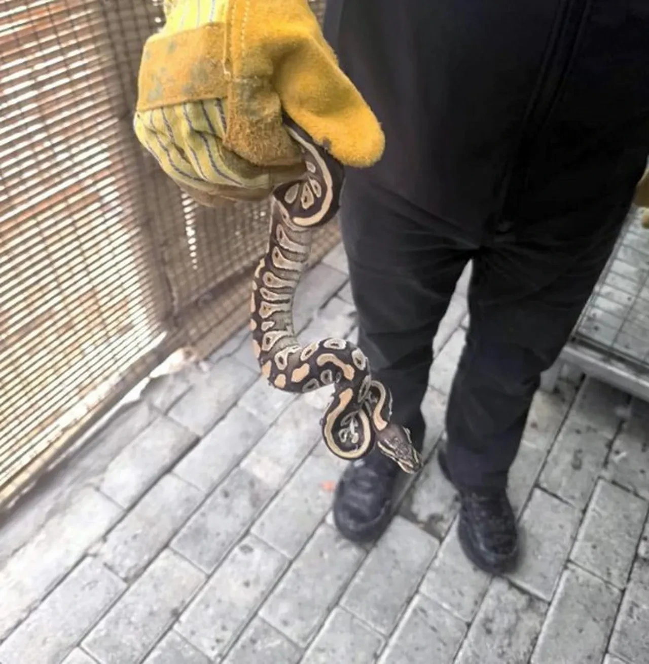 Kenya değil Konya... Ekipler bile şaşkına döndü! Elini cebine attı, piton yılanı çıkardı