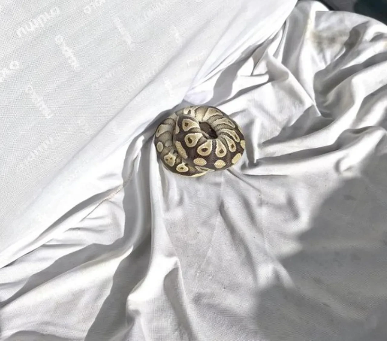 Kenya değil Konya... Ekipler bile şaşkına döndü! Elini cebine attı, piton yılanı çıkardı