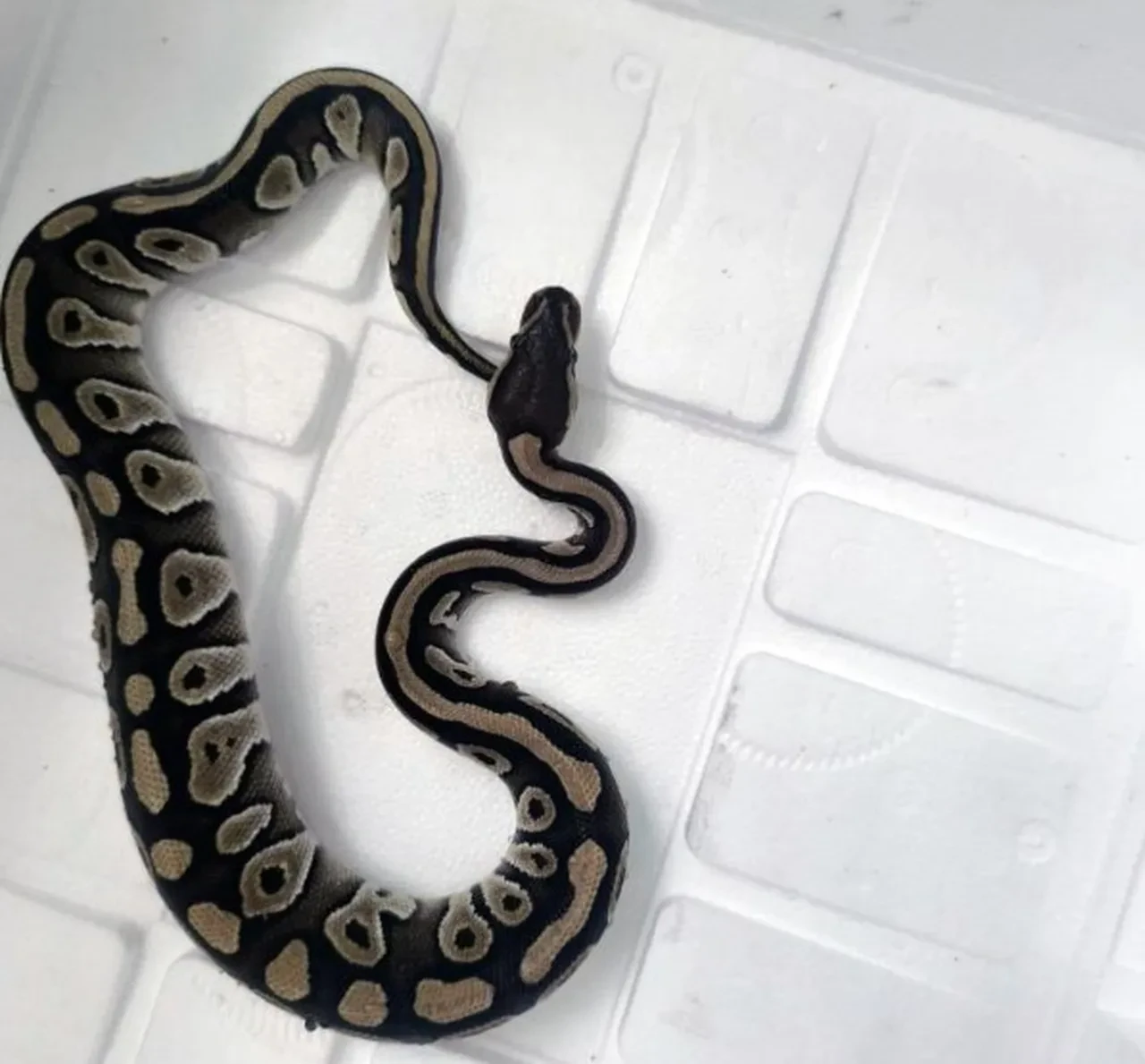 Kenya değil Konya... Ekipler bile şaşkına döndü! Elini cebine attı, piton yılanı çıkardı