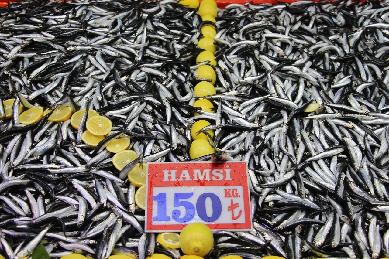 Hamsi son 10 yılın rekorunu kırdı! 