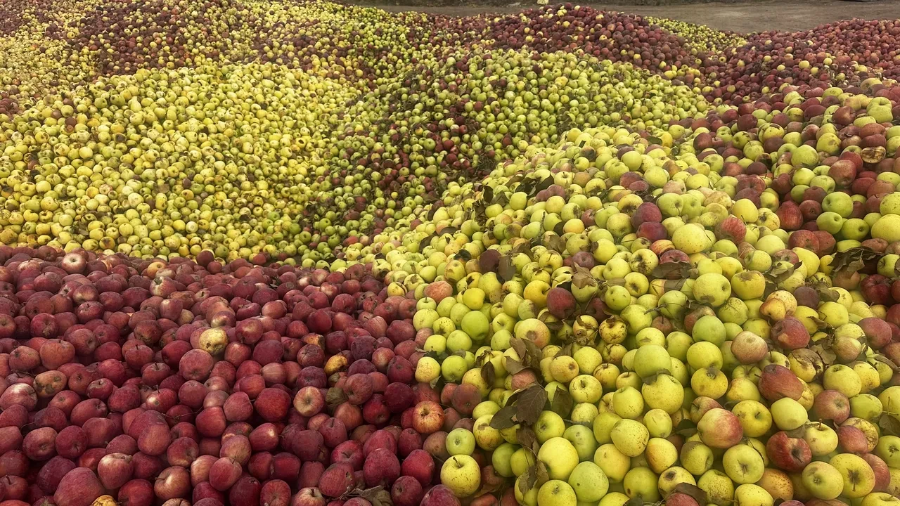 Meyve suyu olacak elmalar görüntülendi: Döküntü haline geldiler, üreticiler üzgün