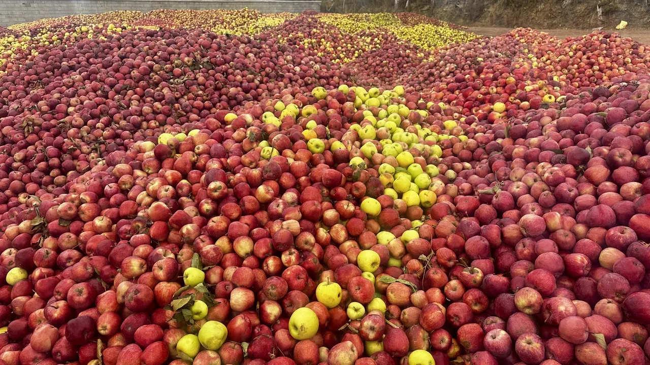 Meyve suyu olacak elmalar görüntülendi: Döküntü haline geldiler, üreticiler üzgün