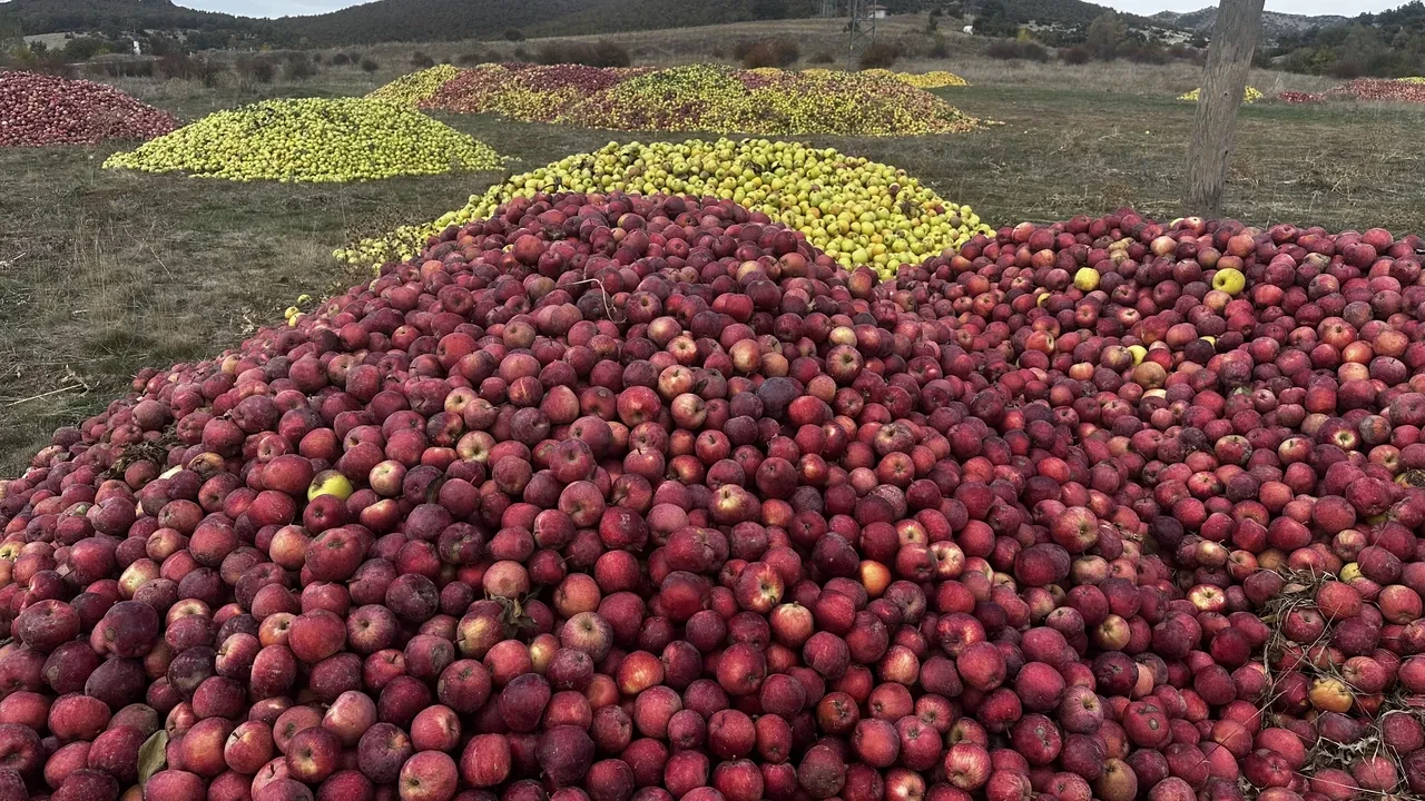 Meyve suyu olacak elmalar görüntülendi: Döküntü haline geldiler, üreticiler üzgün