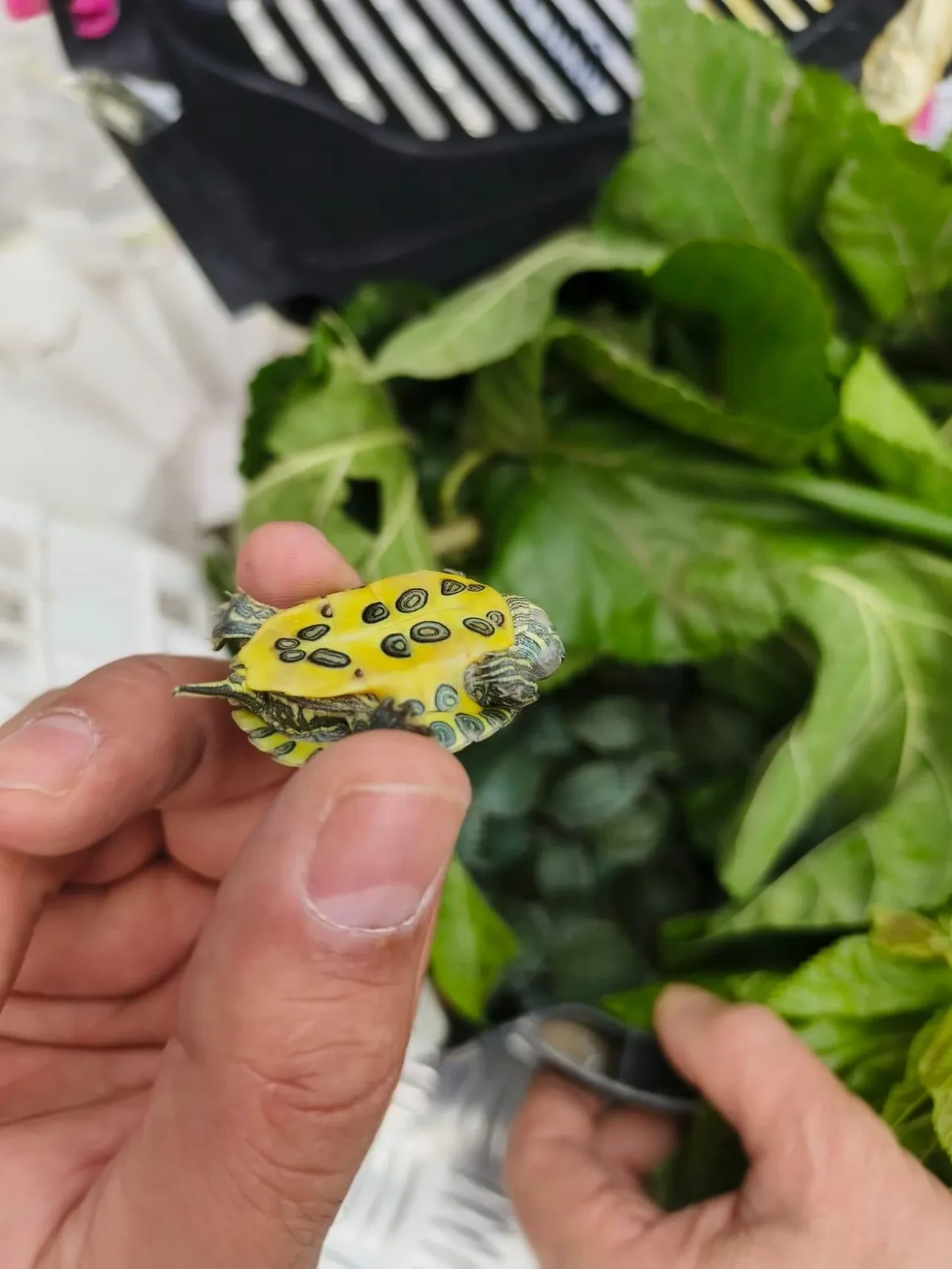 Yolcu otobüsünde 'yok artık' dedirten olay! 500 kaplumbağa ele geçirildi