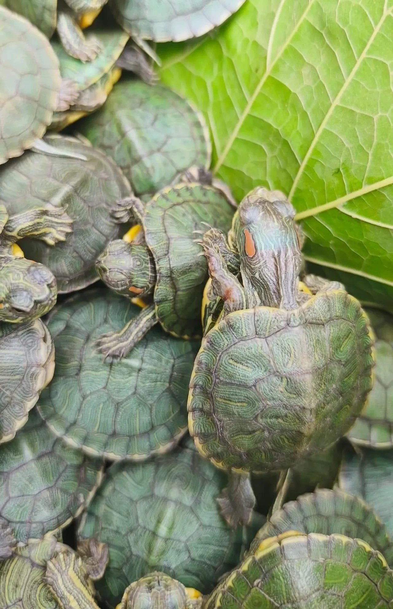 Yolcu otobüsünde 'yok artık' dedirten olay! 500 kaplumbağa ele geçirildi