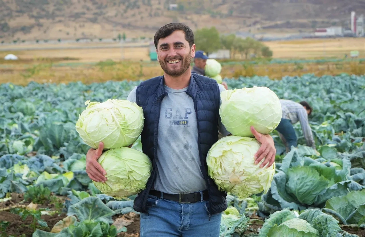 Bu yıl tanesi 100 liradan satılıyor: Mide ve kansere karşı etkili! Lahana hasadı başladı