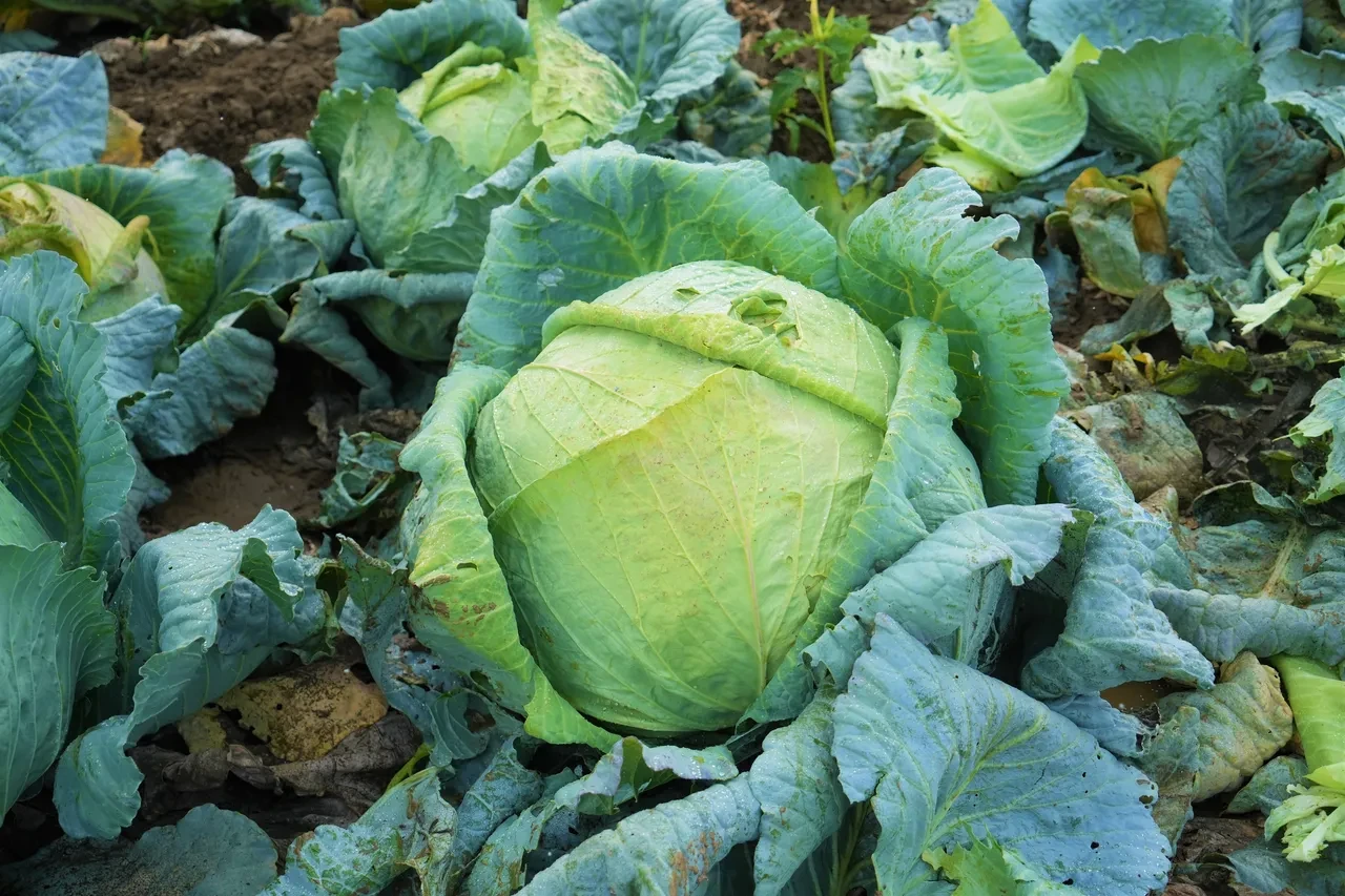 Bu yıl tanesi 100 liradan satılıyor: Mide ve kansere karşı etkili! Lahana hasadı başladı