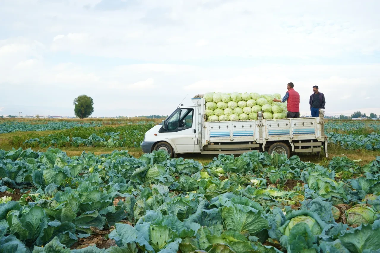 Bu yıl tanesi 100 liradan satılıyor: Mide ve kansere karşı etkili! Lahana hasadı başladı