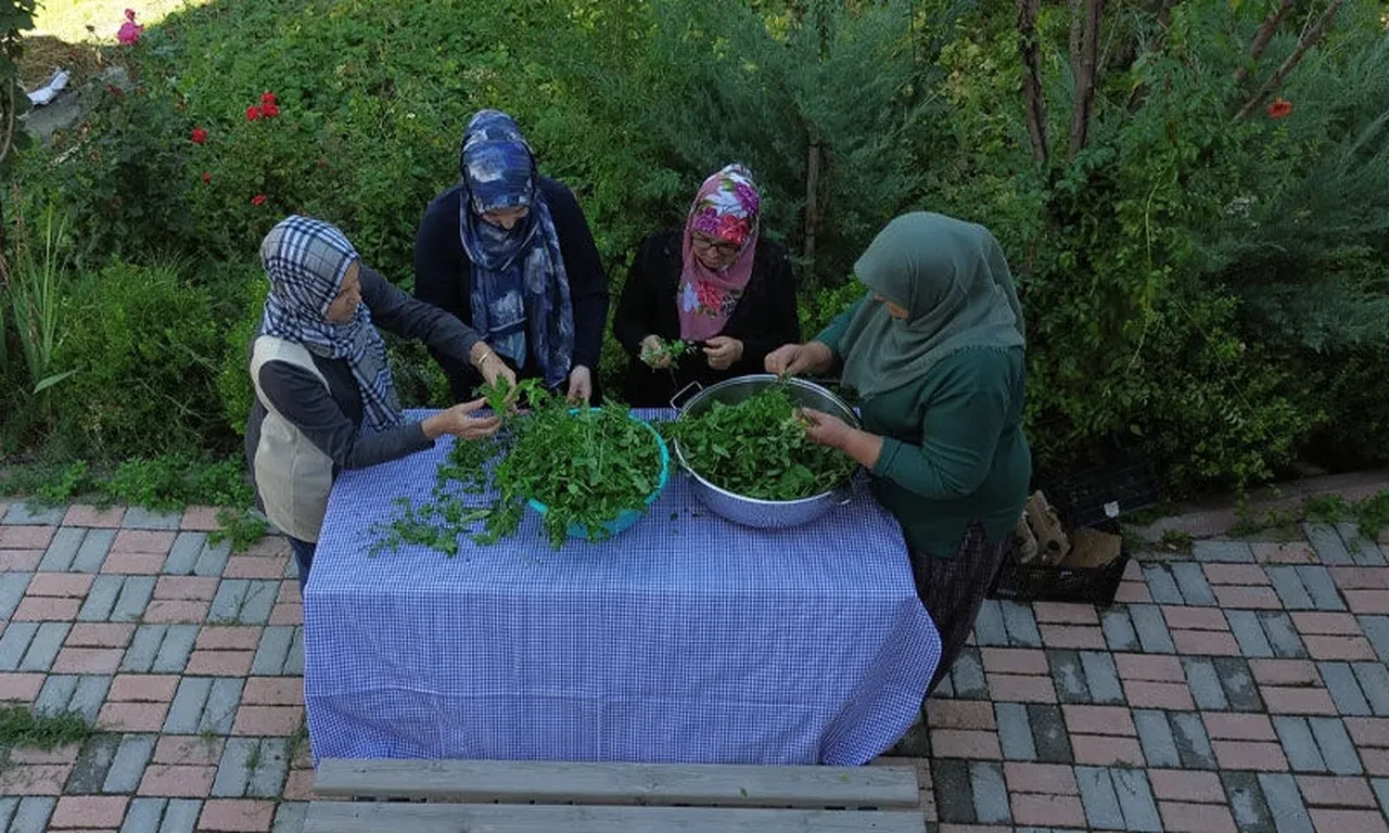 Doğal ve şifalı! İşte yeşil pekmezin sırrı: Kapış kapış gidiyor