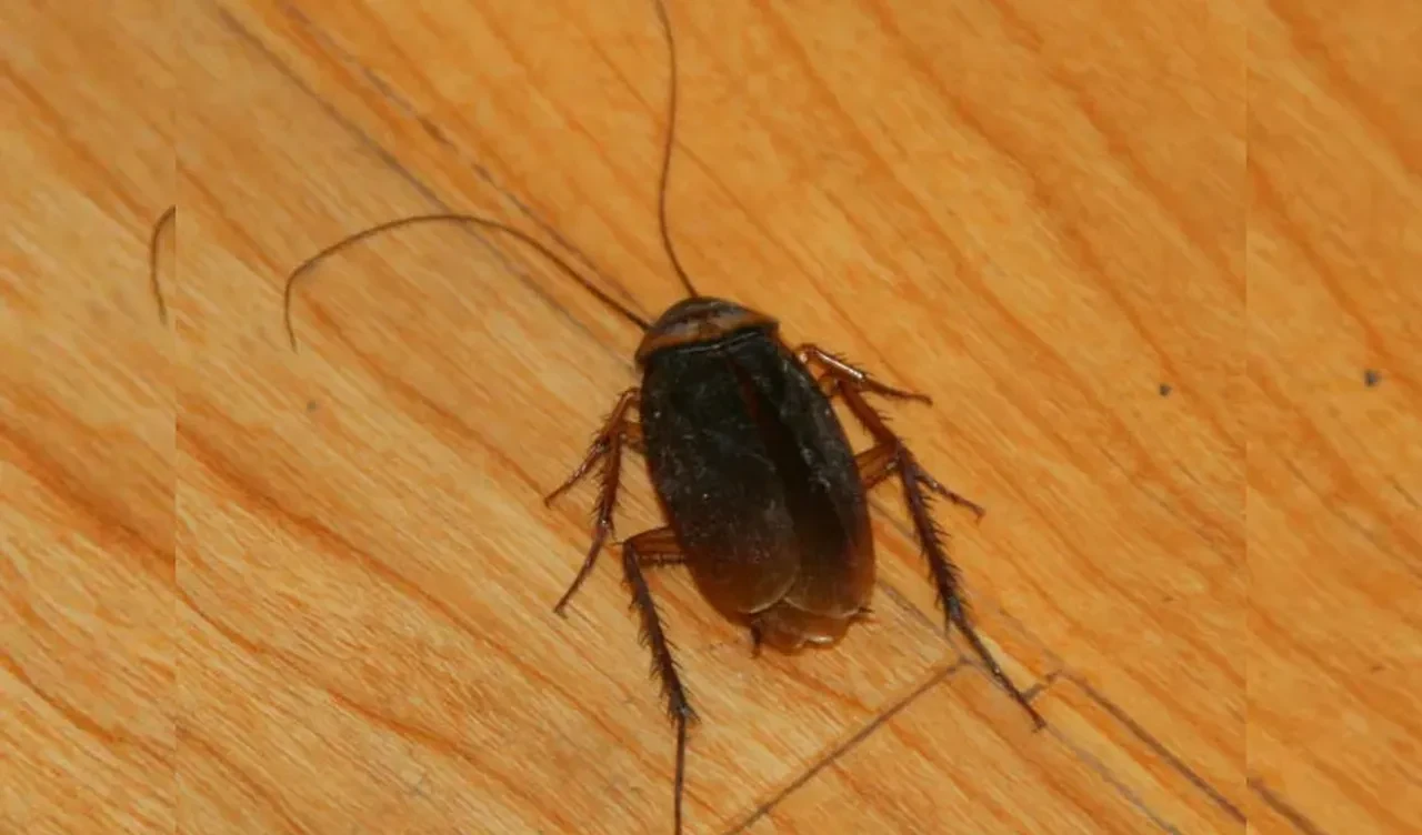 Evdeki hamam böceğini öldürmek isterken yangın çıkardı: 1 kişi hayatını kaybetti