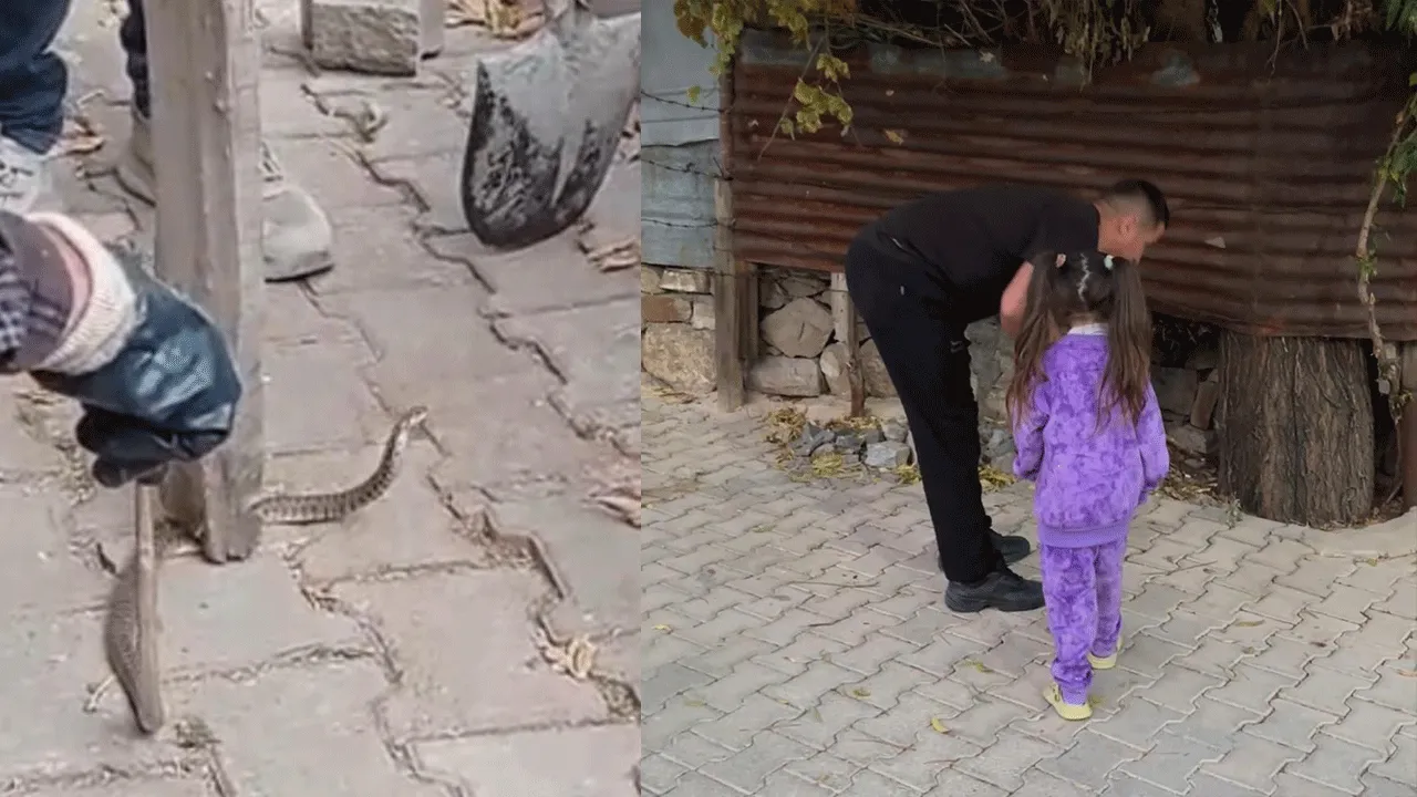 Mahalleli korkudan sokağa çıkamadı! Dehşet saçan yılan 3 gün sonra yakalandı