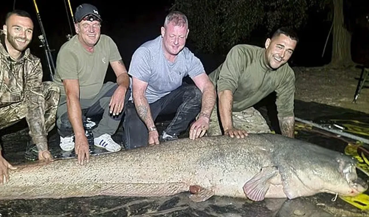 Oltayla yakaladılar, kendileri de şaştılar: Rekor büyüklükte yayın balığı