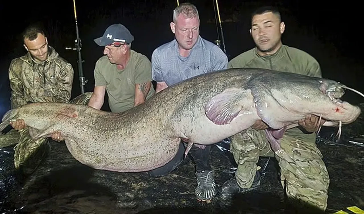 Oltayla yakaladılar, kendileri de şaştılar: Rekor büyüklükte yayın balığı