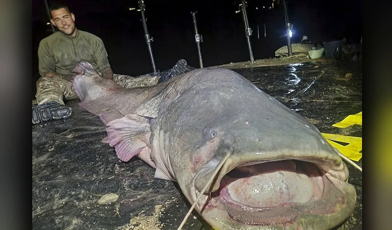 Oltayla yakaladılar, kendileri de şaştılar: Rekor büyüklükte yayın balığı