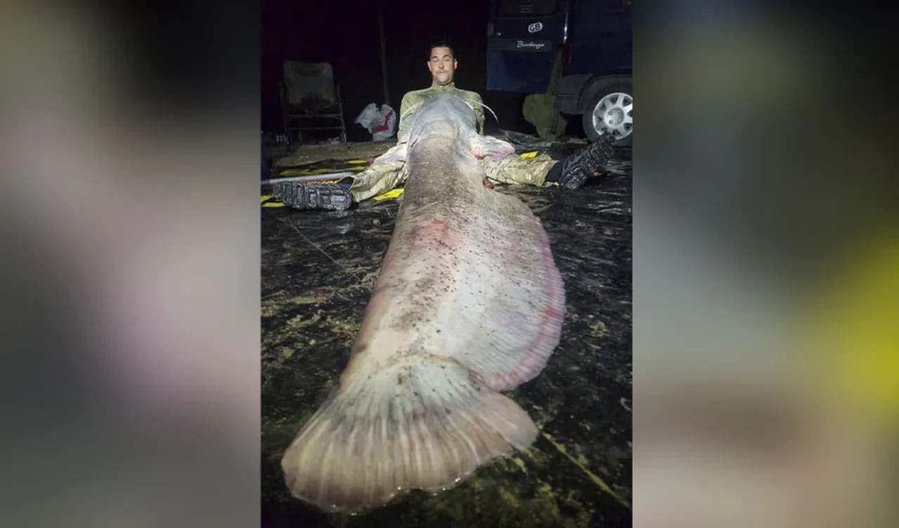 Oltayla yakaladılar, kendileri de şaştılar: Rekor büyüklükte yayın balığı