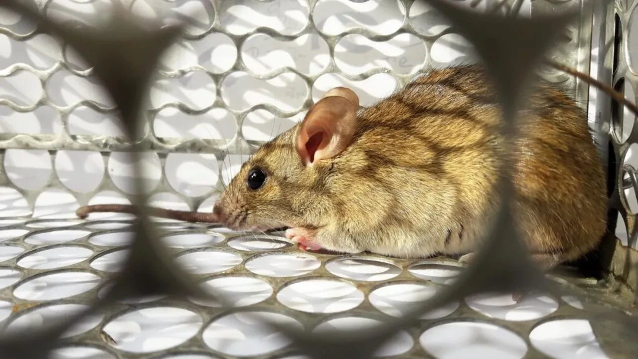 Hayvandan insana bulaşan hastalık onlarca kişiyi öldürdü!