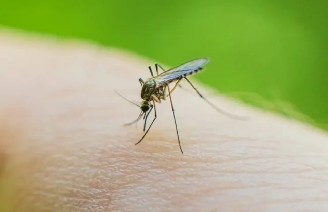 Küresel iklim İzlanda'ya sivrisinek getirdi! Ülkede ilk kez görüldü