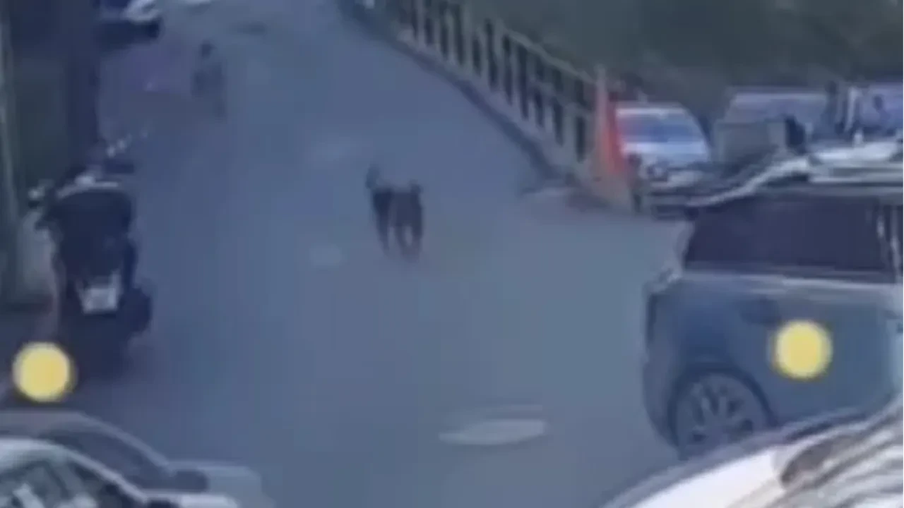 Vicdansız sürücü havlayan köpeği ezip kaçtı