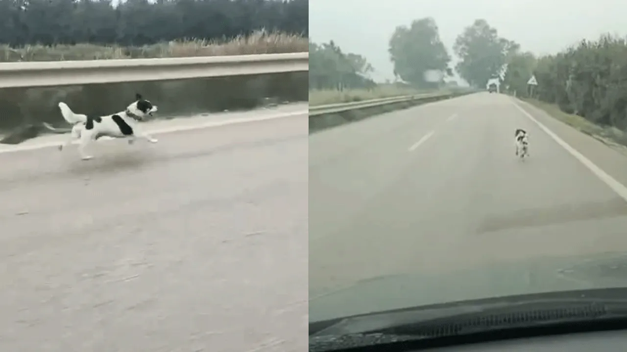 Yağmur altında sahibini aradı! Küçük köpeğin çaresizliği görenleri hüzne boğdu