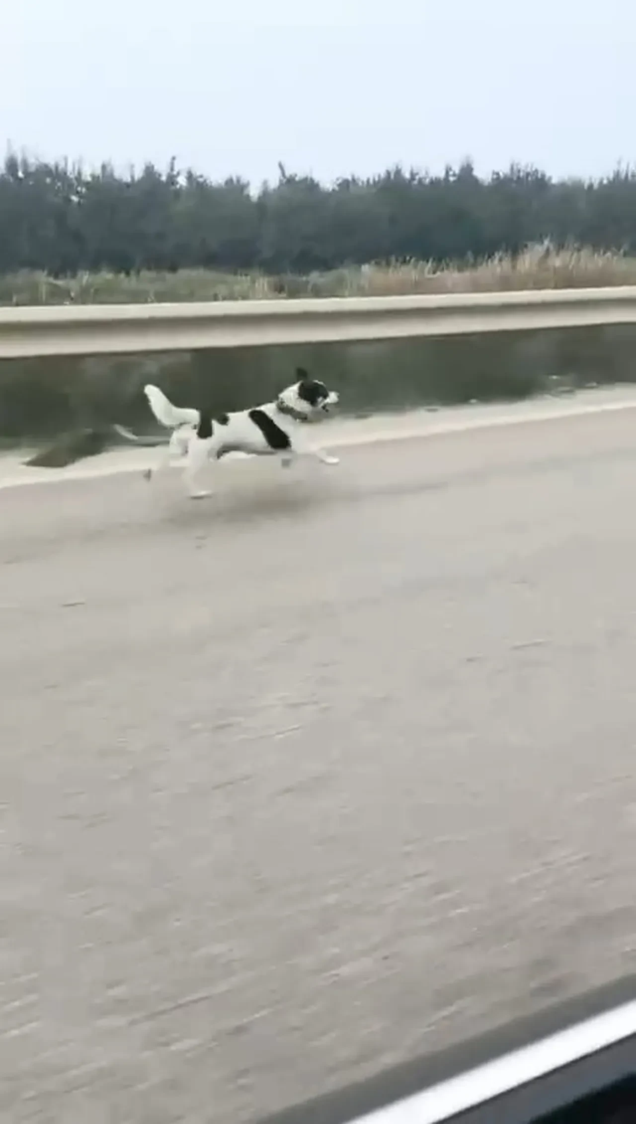Yağmur altında sahibini aradı! Küçük köpeğin çaresizliği görenleri hüzne boğdu