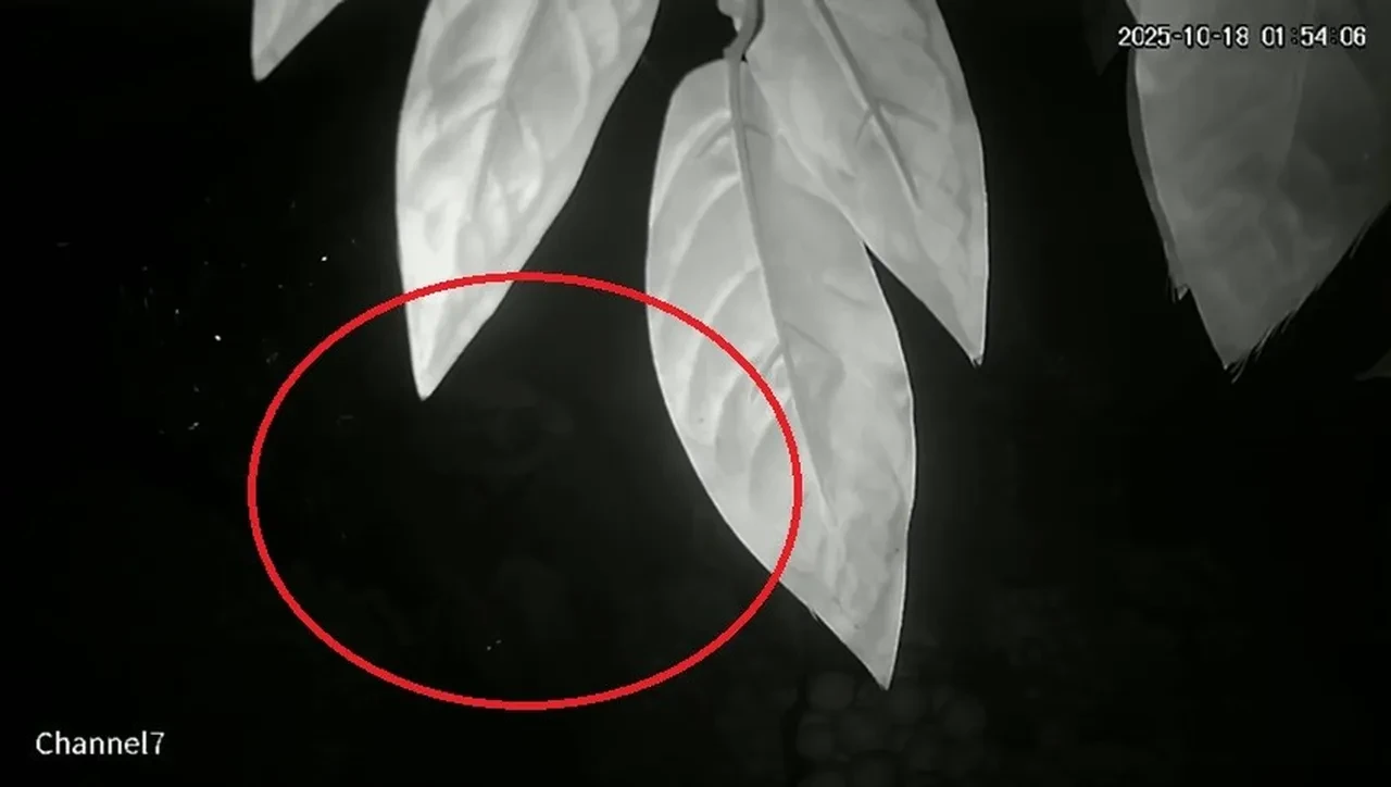 Bir ilçe diken üstünde! Mahalleli her yerde bu genci arıyor: 'Çok korkuyoruz, hemen kayboluyor'