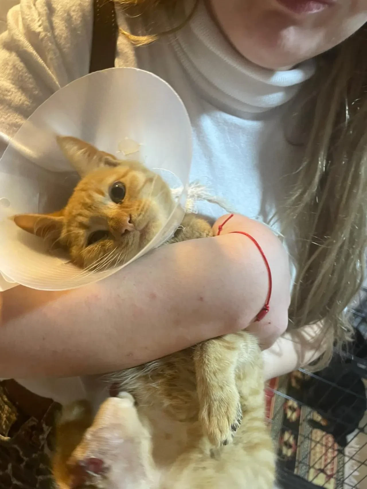 Isparta'da kan donduran vahşet! Bağlama büyüsü için kedilerin patilerini kestiler