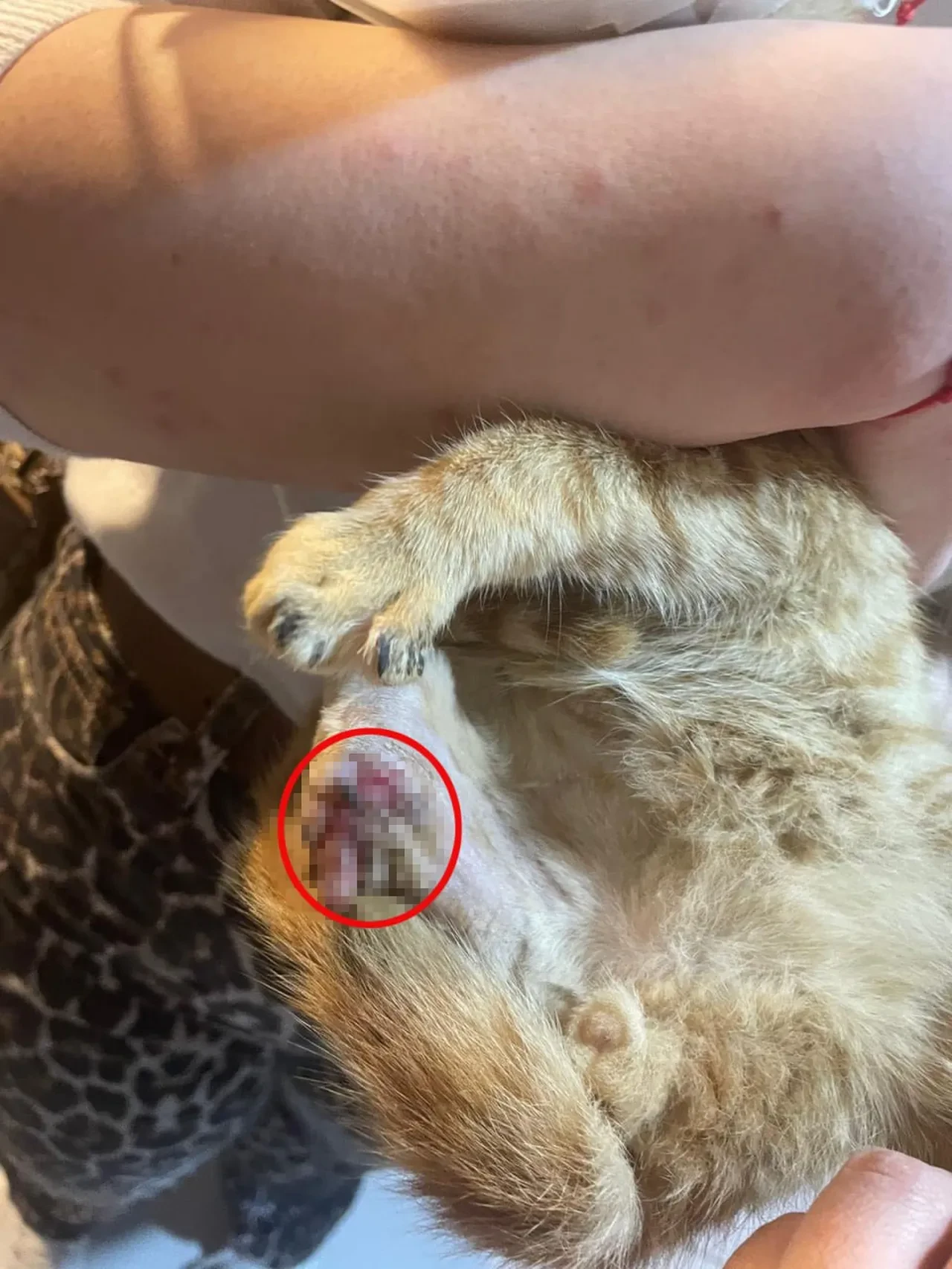 Isparta'da kan donduran vahşet! Bağlama büyüsü için kedilerin patilerini kestiler