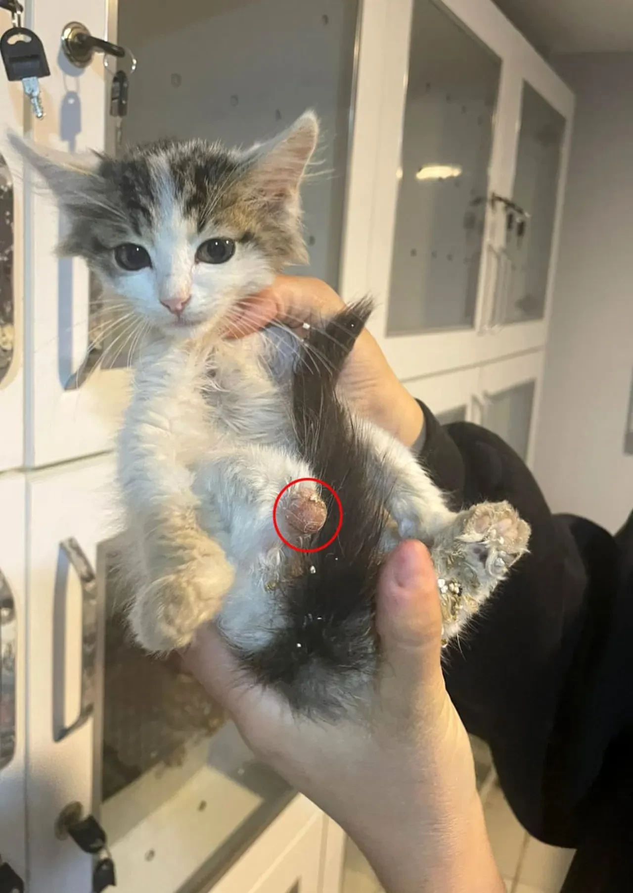 Isparta'da kan donduran vahşet! Bağlama büyüsü için kedilerin patilerini kestiler