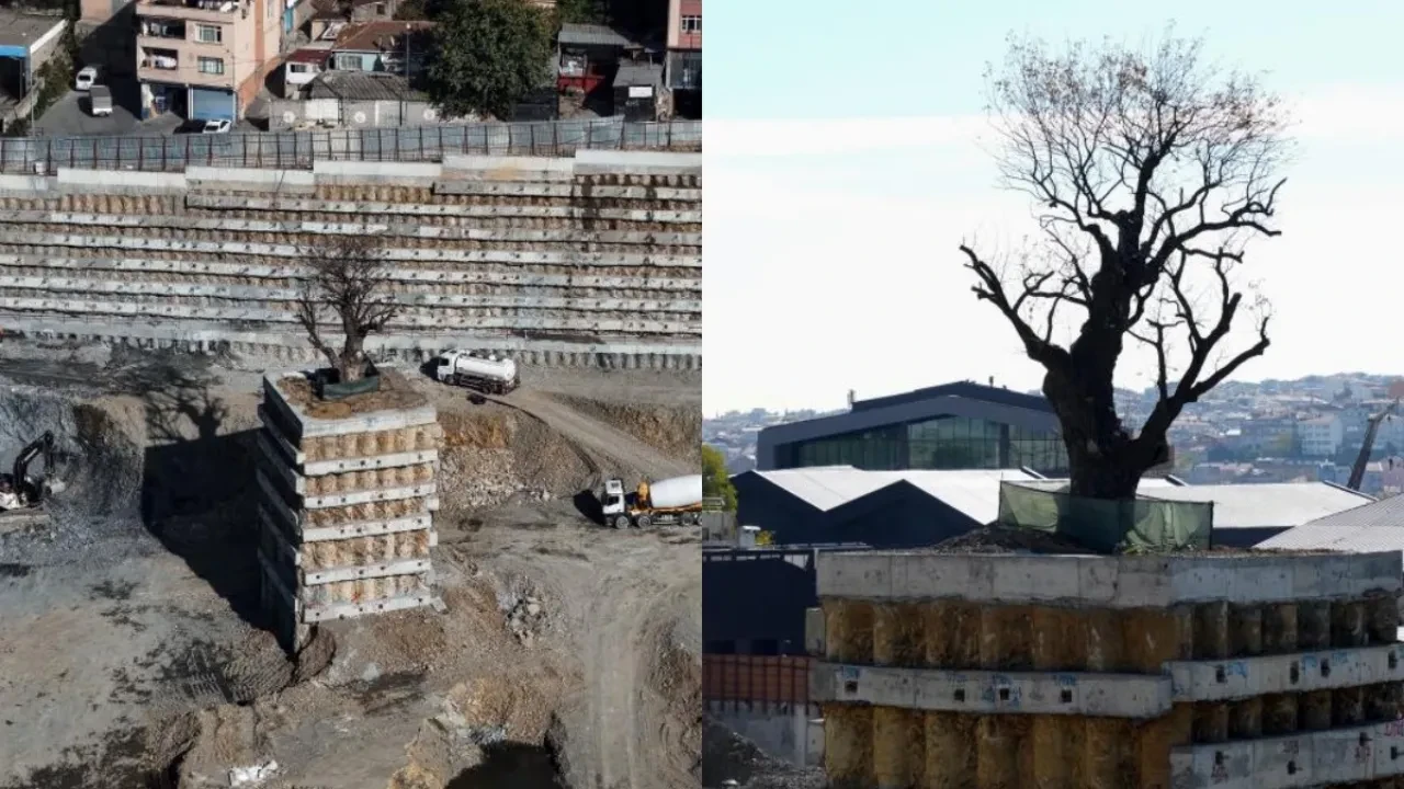 İstanbul'da şaşkına çeviren görüntü! Milyarlık projede tek o ağaç kurtuldu
