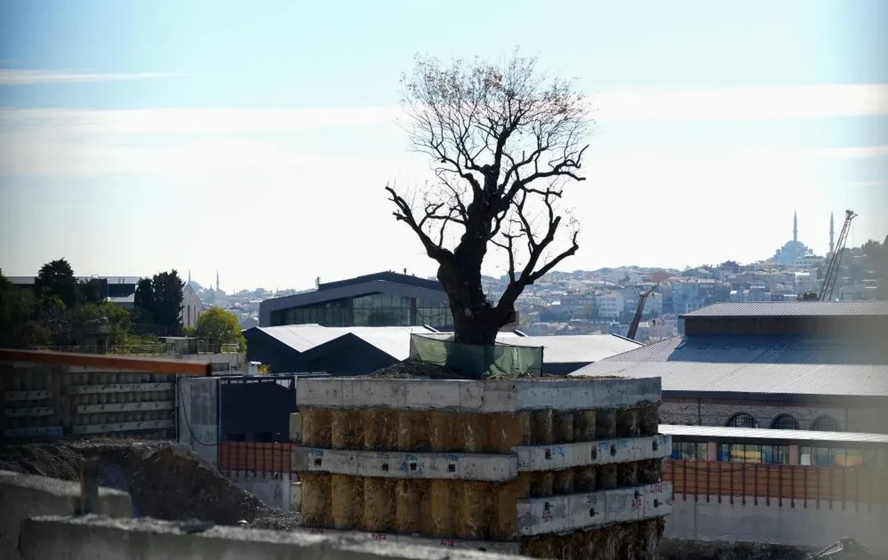 İstanbul'da şaşkına çeviren görüntü! Milyarlık projede tek o ağaç kurtuldu