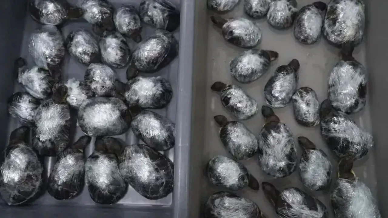 Kadınların etek altına ve bacaklarına bağlı olarak bulundular! Yetkililer de şaştı kaldı