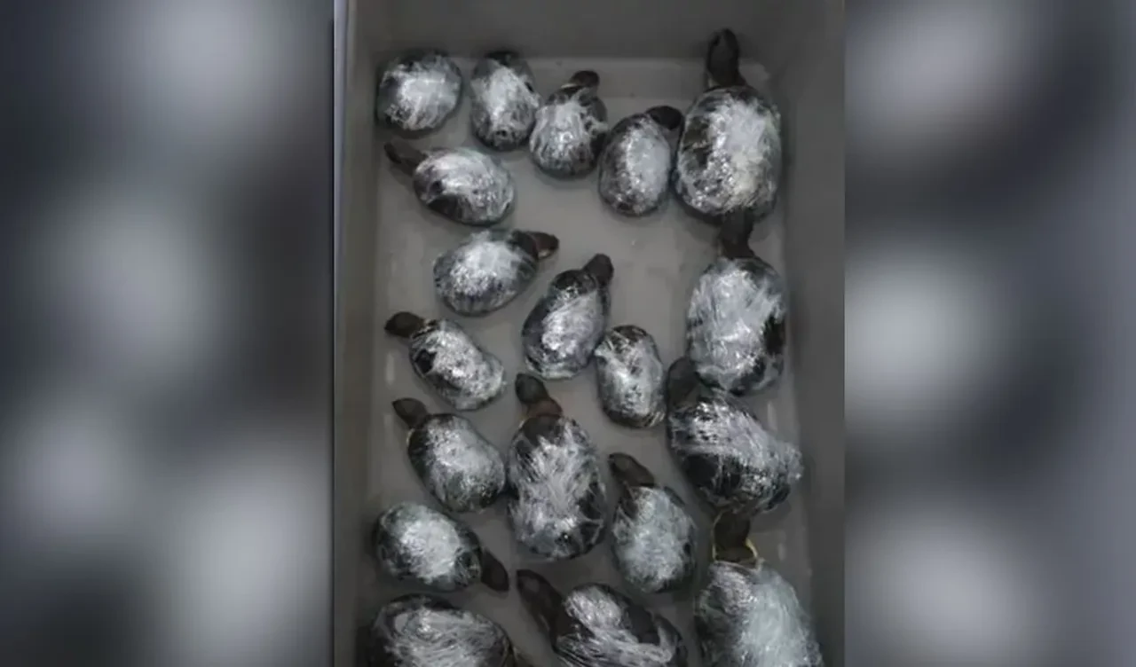 Kadınların etek altına ve bacaklarına bağlı olarak bulundular! Yetkililer de şaştı kaldı