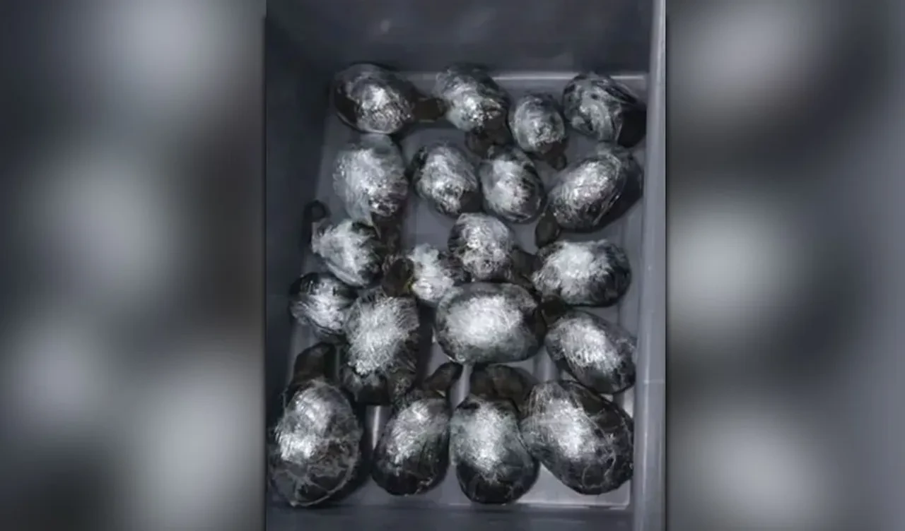 Kadınların etek altına ve bacaklarına bağlı olarak bulundular! Yetkililer de şaştı kaldı