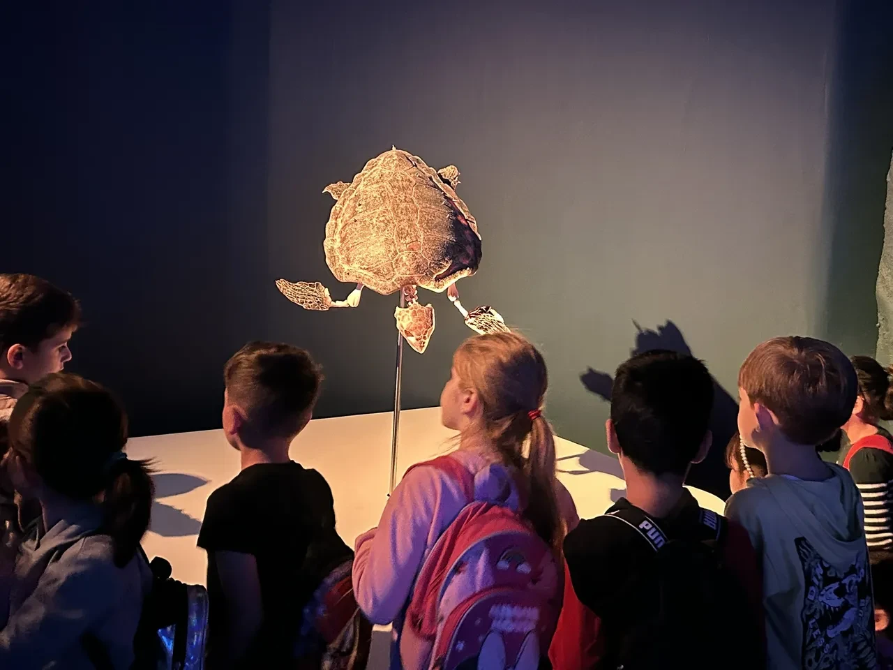 Karaya vuran devler ilk kez sergileniyor: Türkiye'nin ilk balina iskeleti sergisine büyük ilgi!