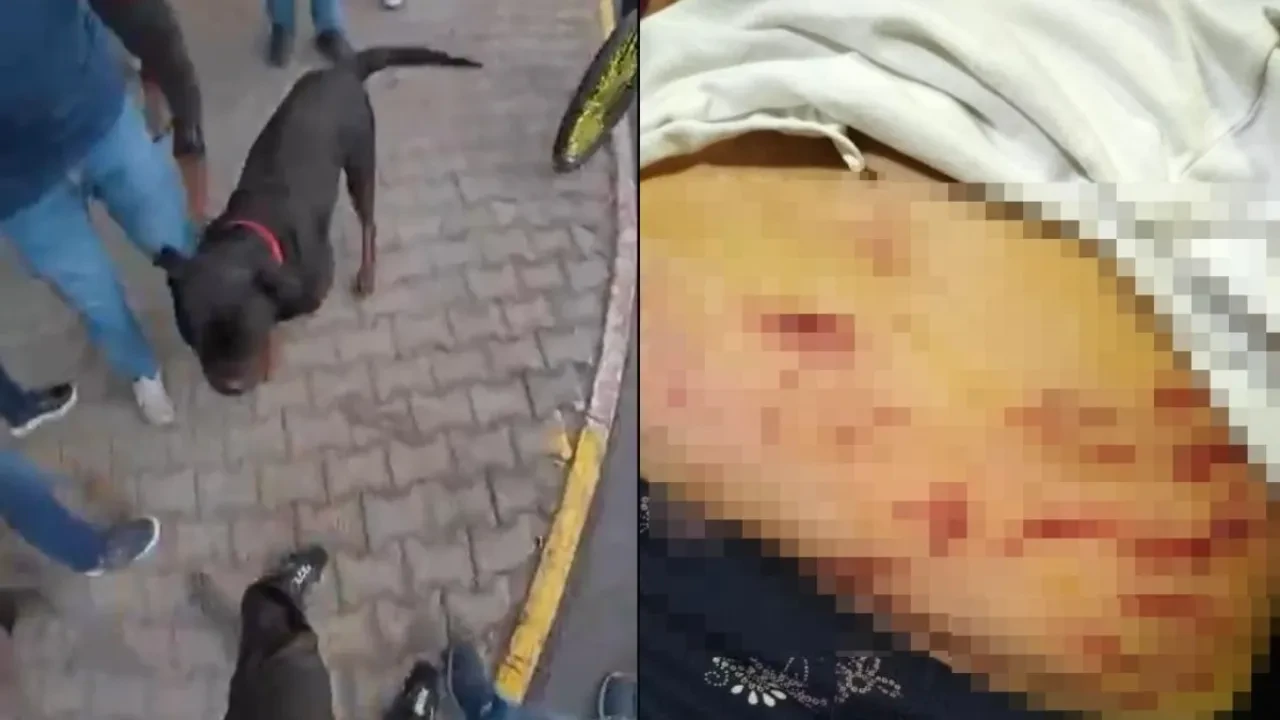 Köpek dehşeti kamerada! kuryenin acı çığlıkları caddeyi inletti