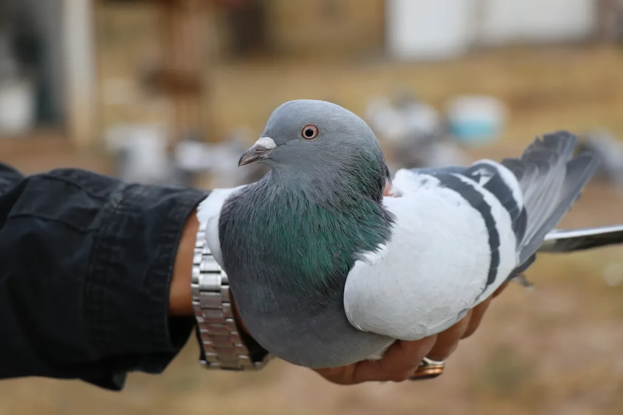 Sivas'a yurt dışından sipariş yağıyor! Değeri yarım milyondan fazla, dört nesilden geliyor