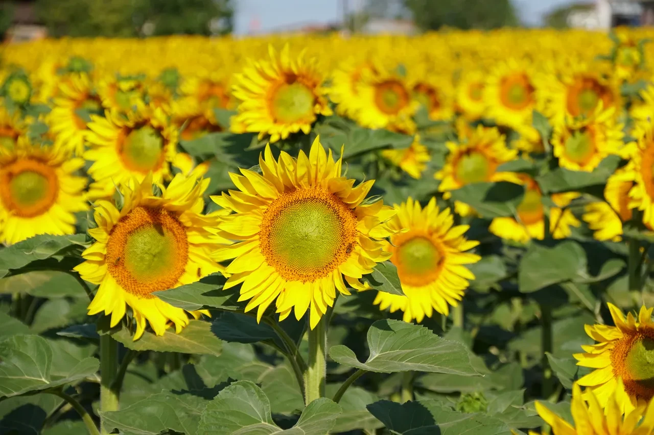 Çiftçi desteğinde kurallar değişti! Resmi Gazete'de yayımlandı