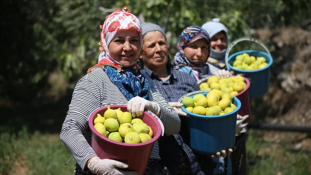 İncir bu yıl üreticinin yüzünü güldürmedi