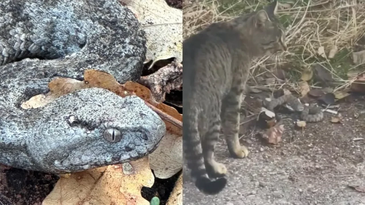 Tek ısırığı öldürüyor! Engerek ve kedinin mücadelesi kamerada