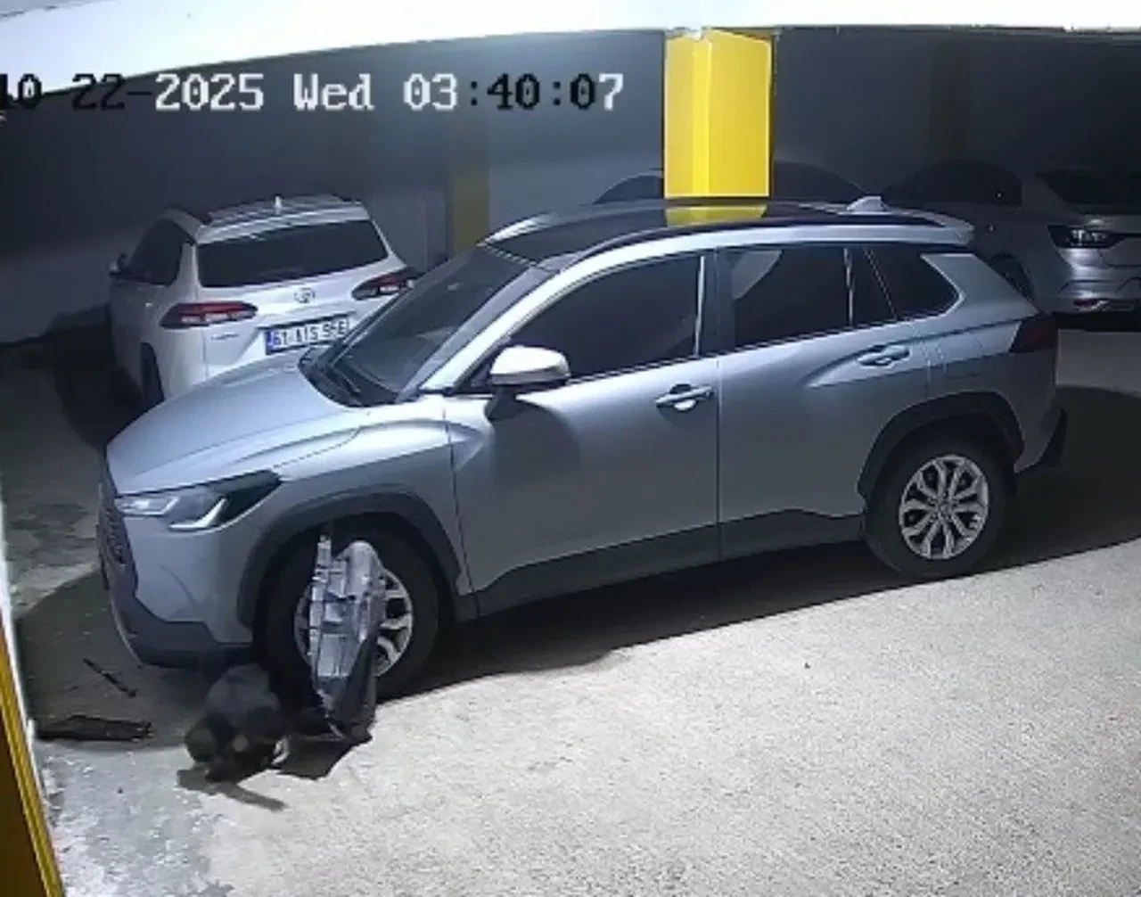 Trabzon'da akılalmaz olay! Kedinin peşindeki köpekler otomobili parçaladı